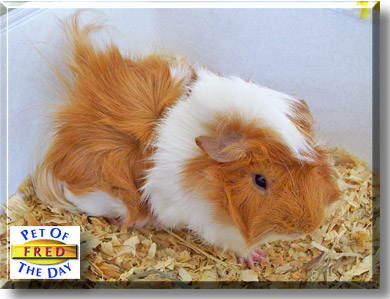 Fred, the Pet of the Day