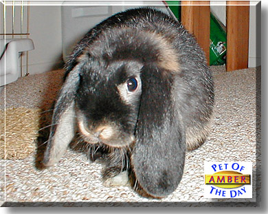 Amber, the Pet of the Day