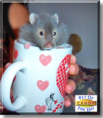 Candy, the Pet of the Day