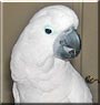 Mango the Mollucan Cockatoo