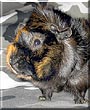 Chunkster the Abyssinian Guinea Pig