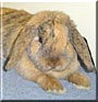 Fudge the Lop Rabbit