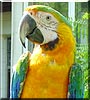 Sarabe the Catalina Macaw
