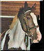 Jack the Horse