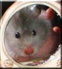 Pebbles the Teddy Bear Hamster