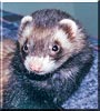 Belle the Ferret