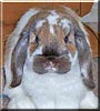 Katie the Holland Lop Rabbit