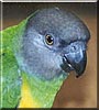Kai the African Senegal Parrot