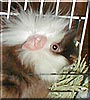 Larry the Guinea Pig