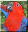 Lexus the Red sided Eclectus