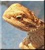Quench the Bearded Dragon