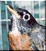 Robin the Robin