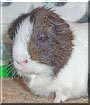 Ariel the Dutch Guinea Pig