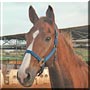 Zeeland the Dutch Warmblood horse