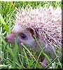 Jackpot! the African Pygmy Hedgehog