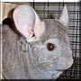 Snickers the Chinchilla
