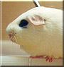 Mr. Piggy the Guinea Pig