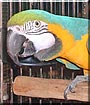 Neesha the Blue and gold macaw