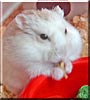 Knabbel the Campbell's Hamster