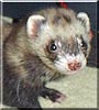 Emma the Sable Ferret
