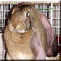 Lucky the English Lop Rabbit