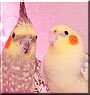 Nabisco, Chaquita the Cockatiel
