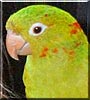 Kiwi the White Eyed Conure