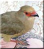 Padda the Redfaced Mousebird