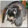 Amber the Mini lop