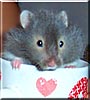 Candy the Syrian Hamster
