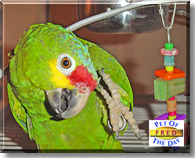 Fred, the Pet of the Day