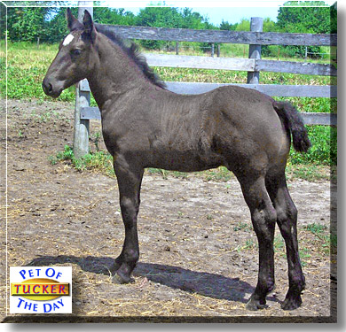 Star's Tuck Everlasting, the Pet of the Day