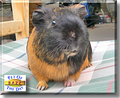 Bazz, the Pet of the Day