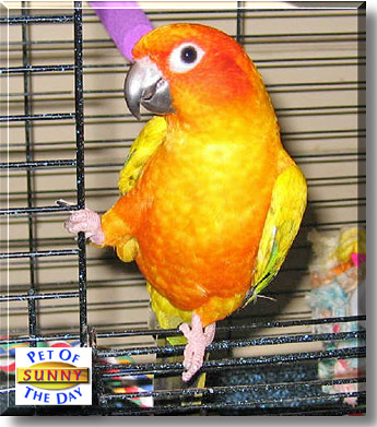 Sunny, the Pet of the Day