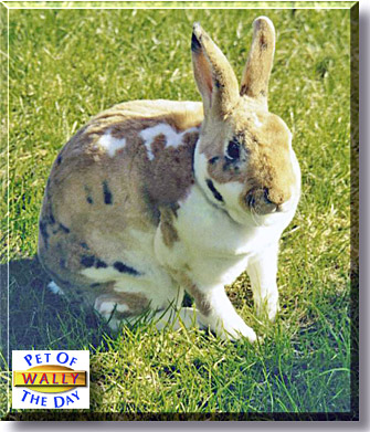 Wally, the Pet of the Day
