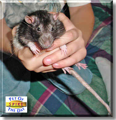 Spike, the Pet of the Day