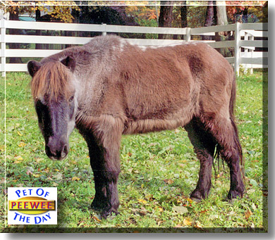 PeeWee, the Pet of the Day
