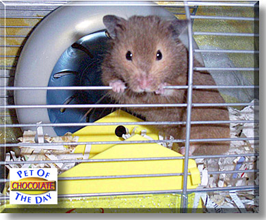 Chocolate, the Pet of the Day