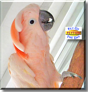 Peyton, the Pet of the Day