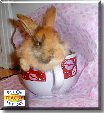 Teacup, the Pet of the Day