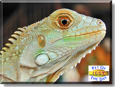 Iggy, the Pet of the Day