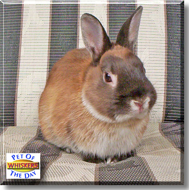 Whiskers, the Pet of the Day