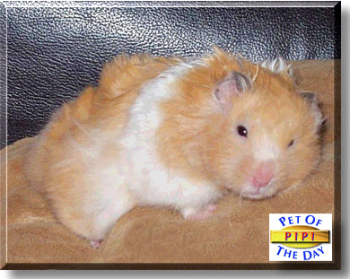 Pipi, the Pet of the Day