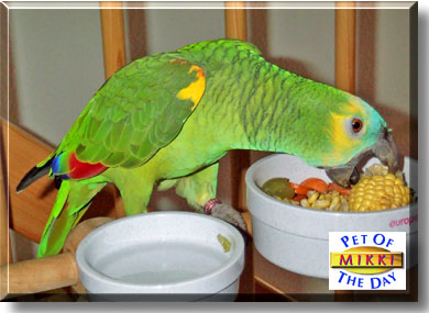 Mikki, the Pet of the Day