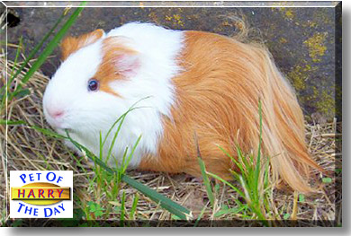 Harry, the Pet of the Day