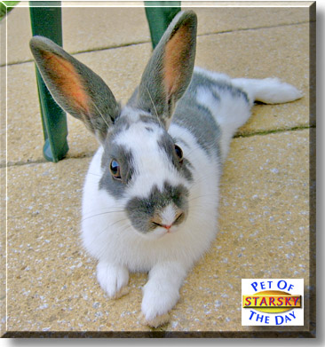 Starsky, the Pet of the Day