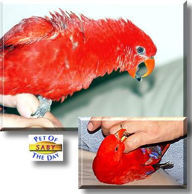 Saby, the Pet of the Day