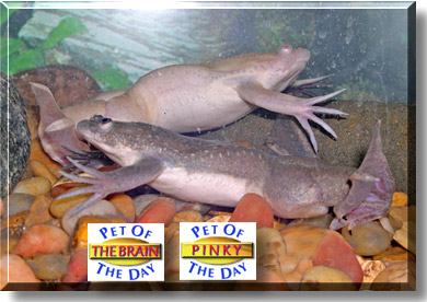 Pinky, The Brain, the Pet of the Day