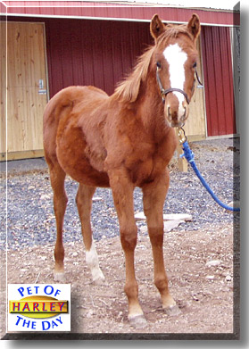 Harley, the Pet of the Day