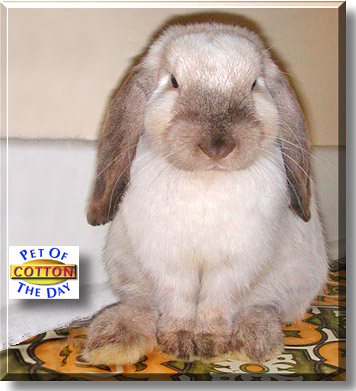 Cotton, the Pet of the Day